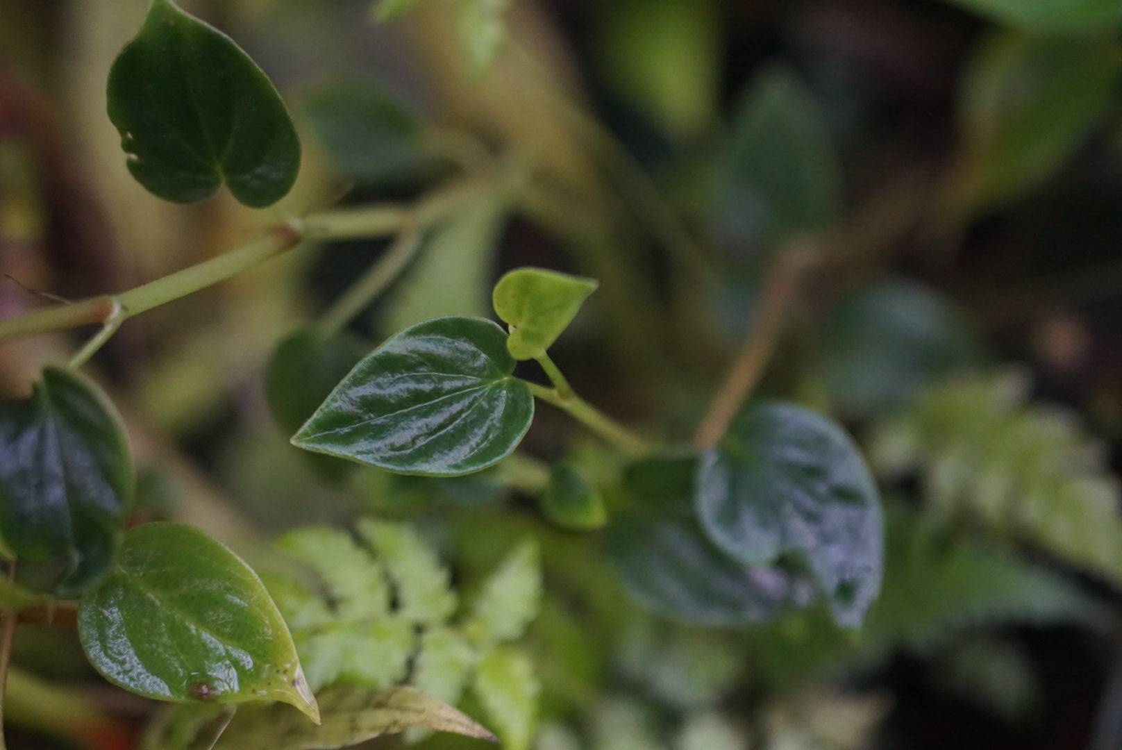 Peperomia sp Mindo