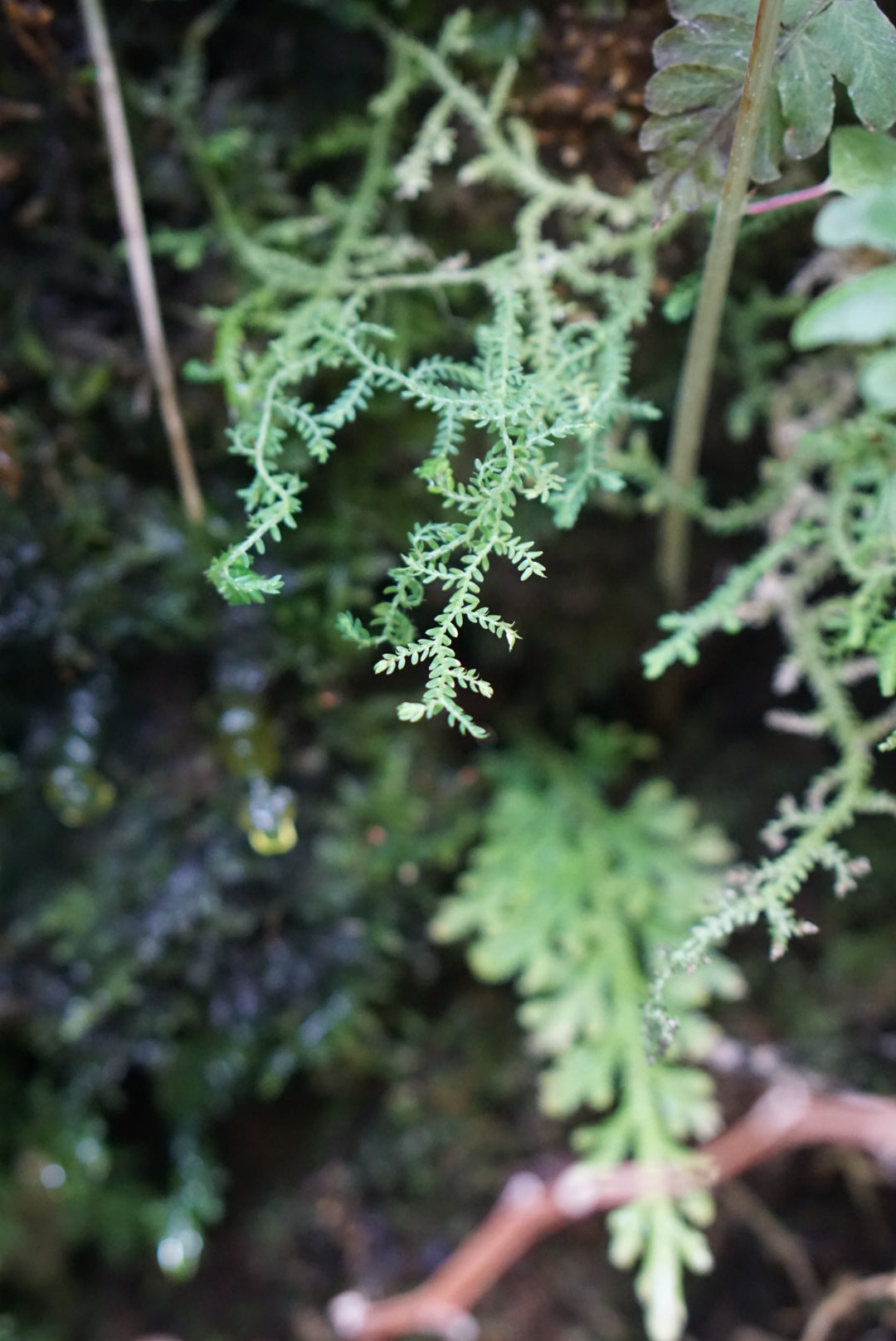 Selaginella sp. Chocó 2