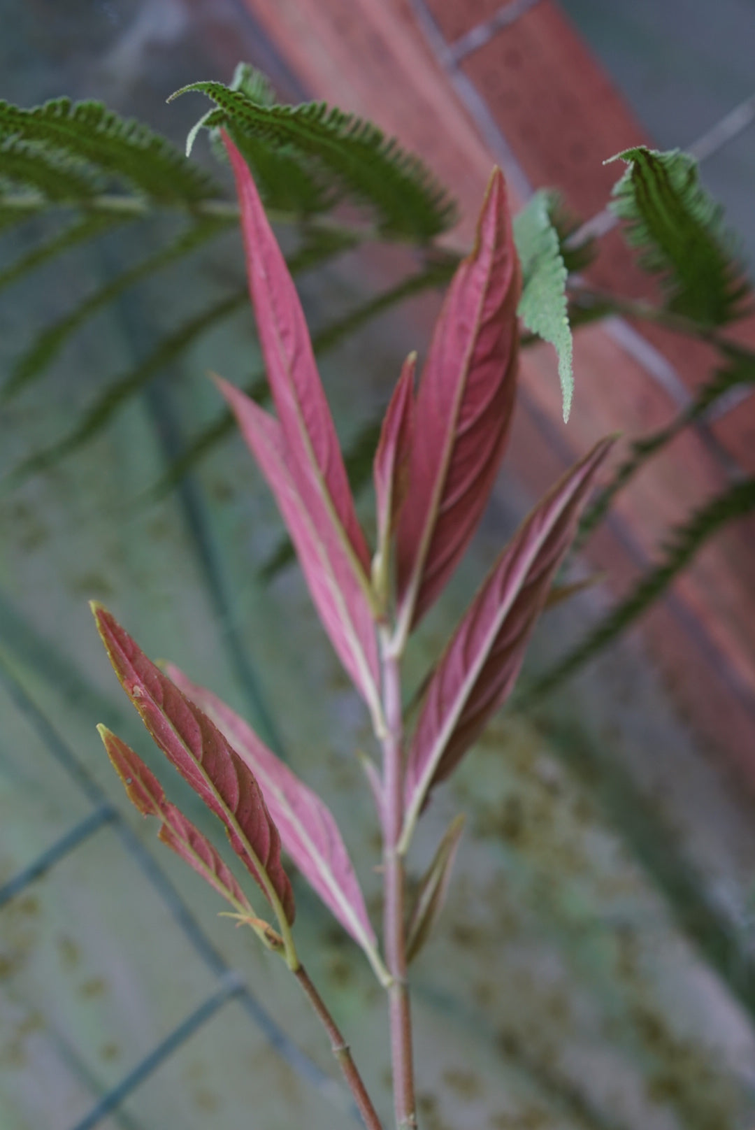 Columnea sp. Macas