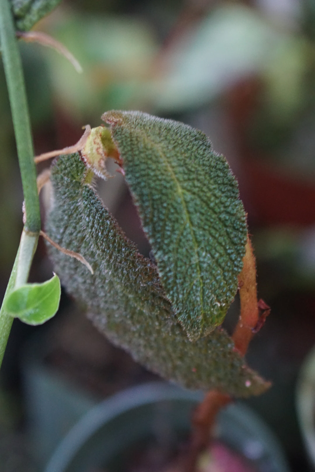 Begonia buddleiifolia