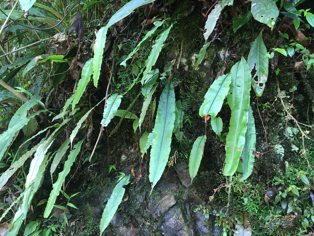 Oleandra sp. Amazonas