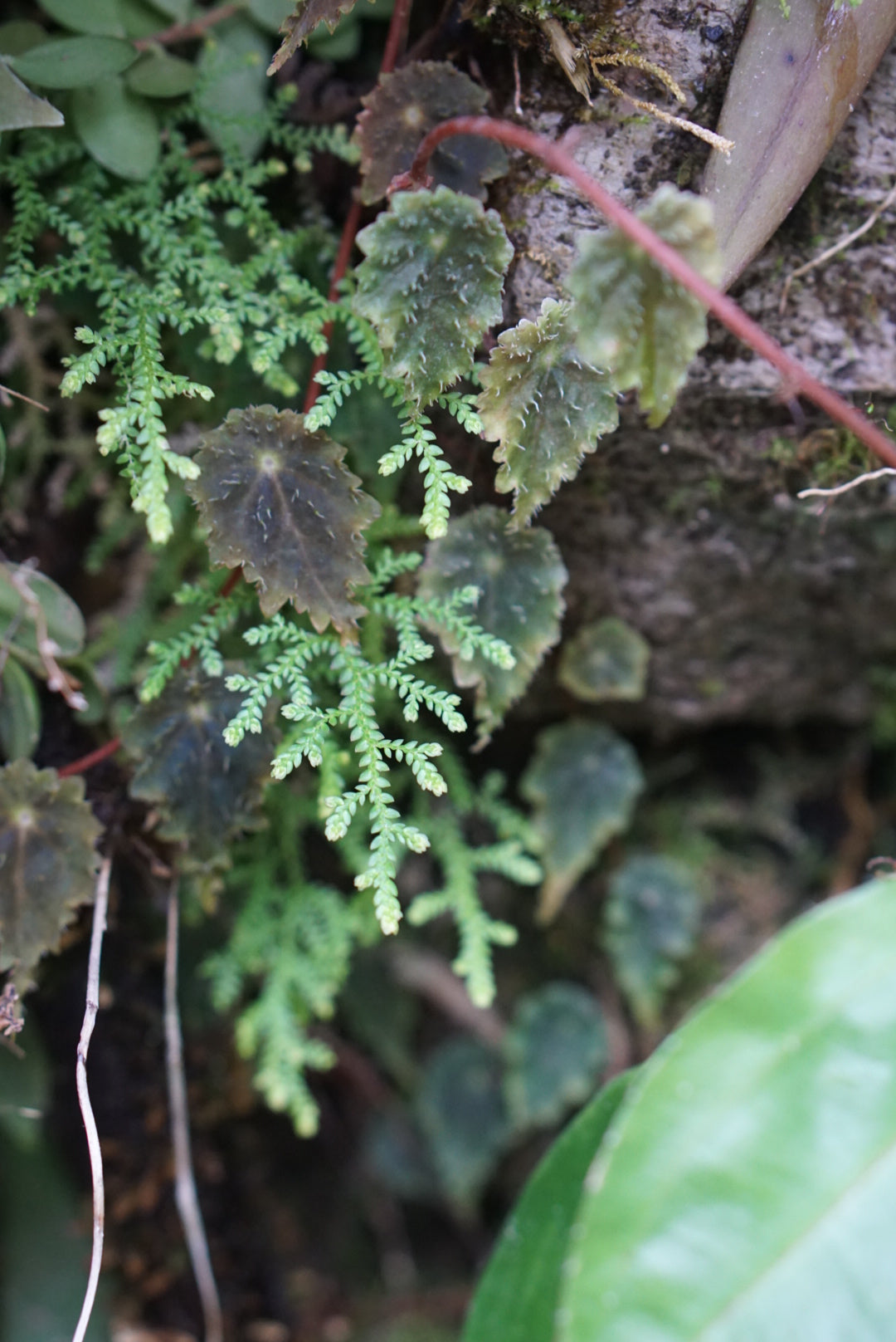 Selaginella sp. Chocó 2