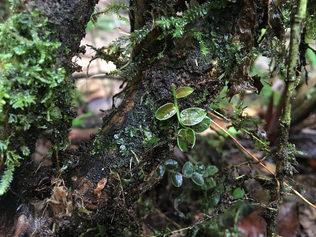 Marcgravia sp. 'White Seam'
