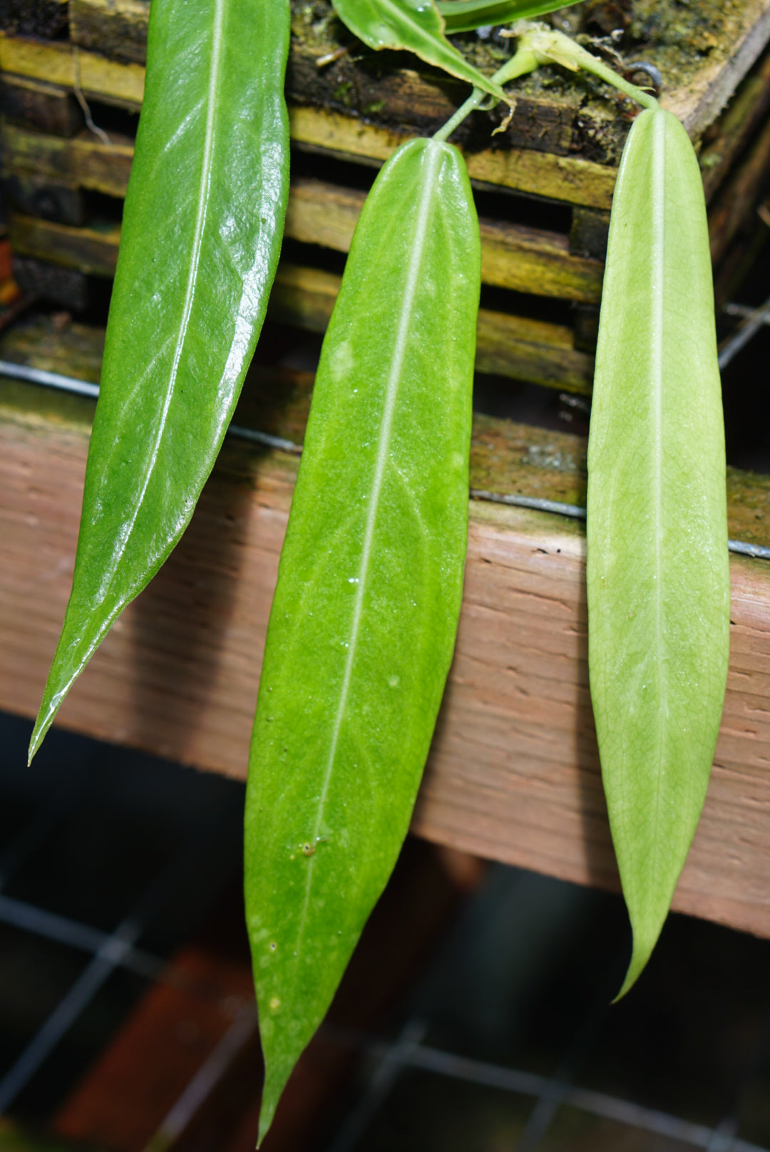 Anthurium pallidiflorum