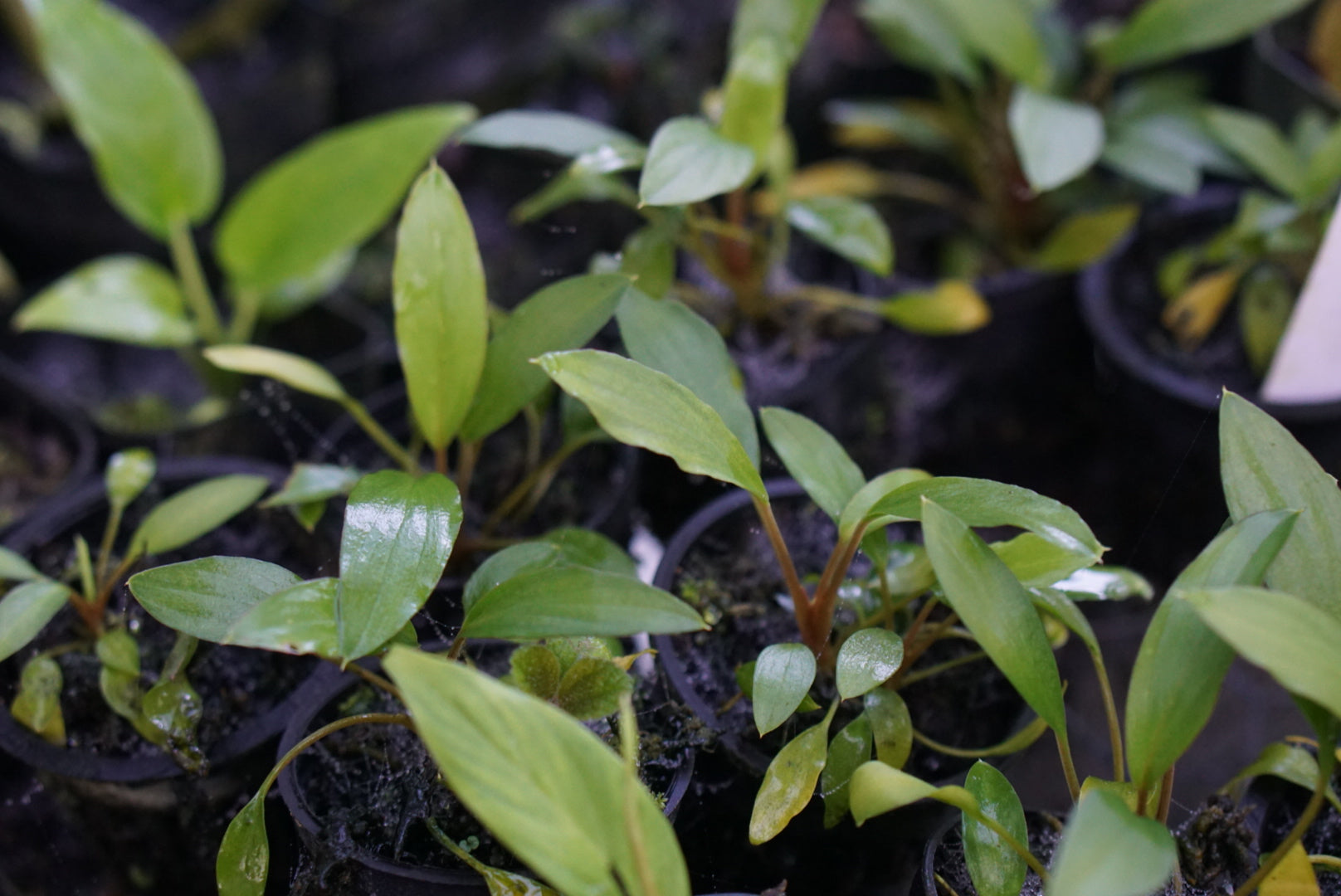 Homalomena sp. Sekadau