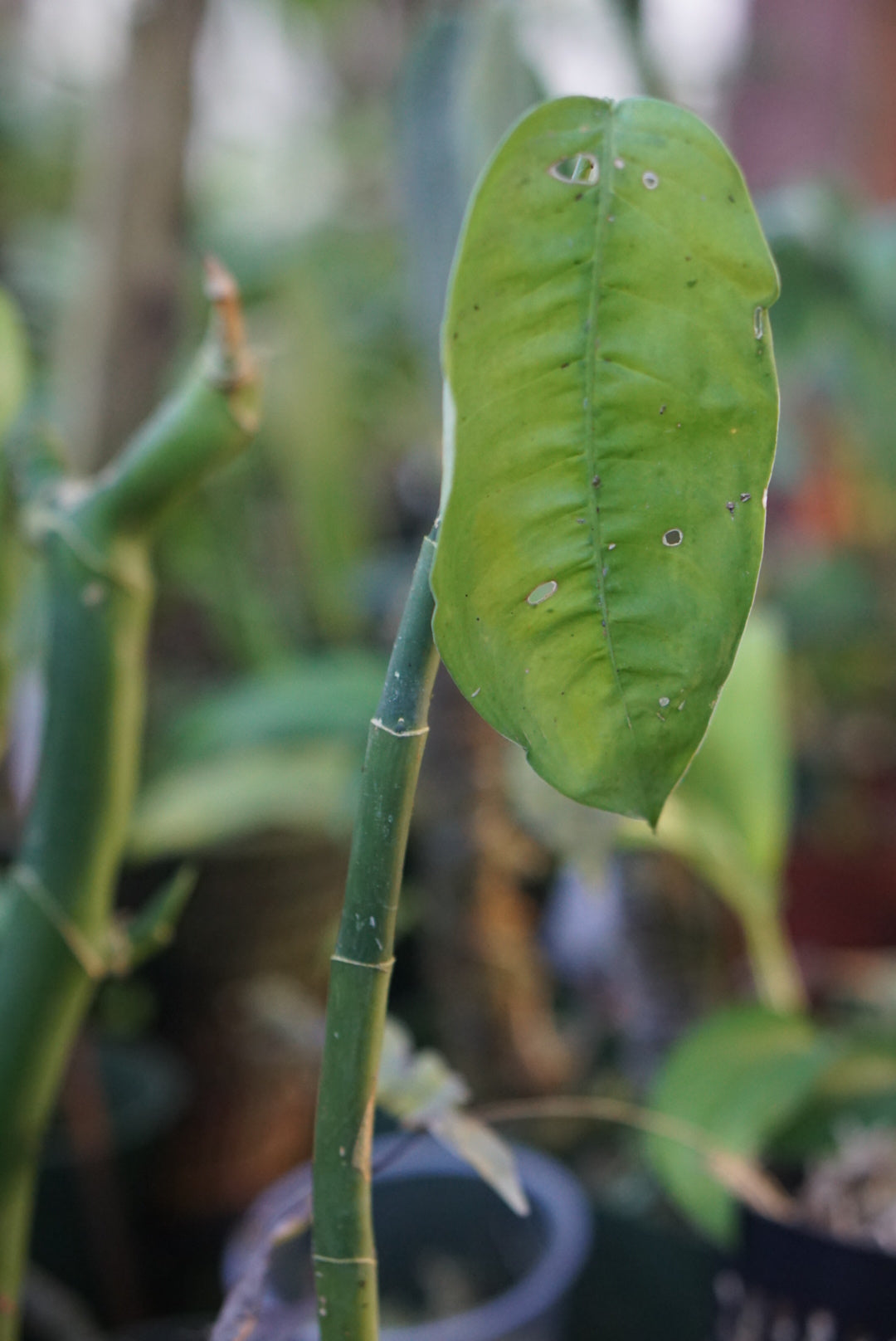 Dieffenbachia aff. killipii