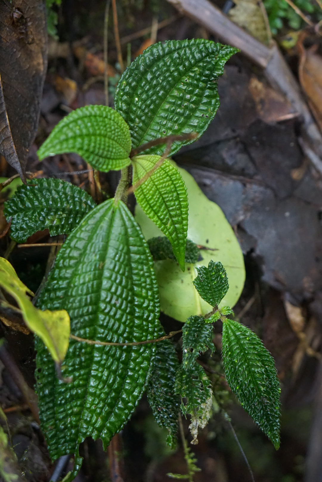 Melastome(?) sp Mindo