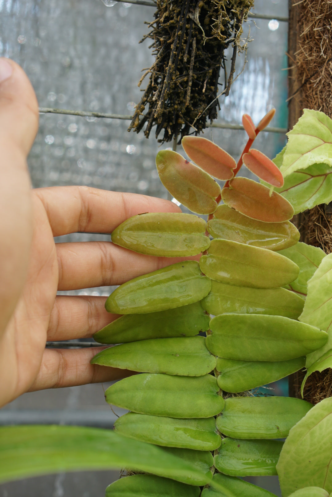 Marcgravia sentensii (small form)