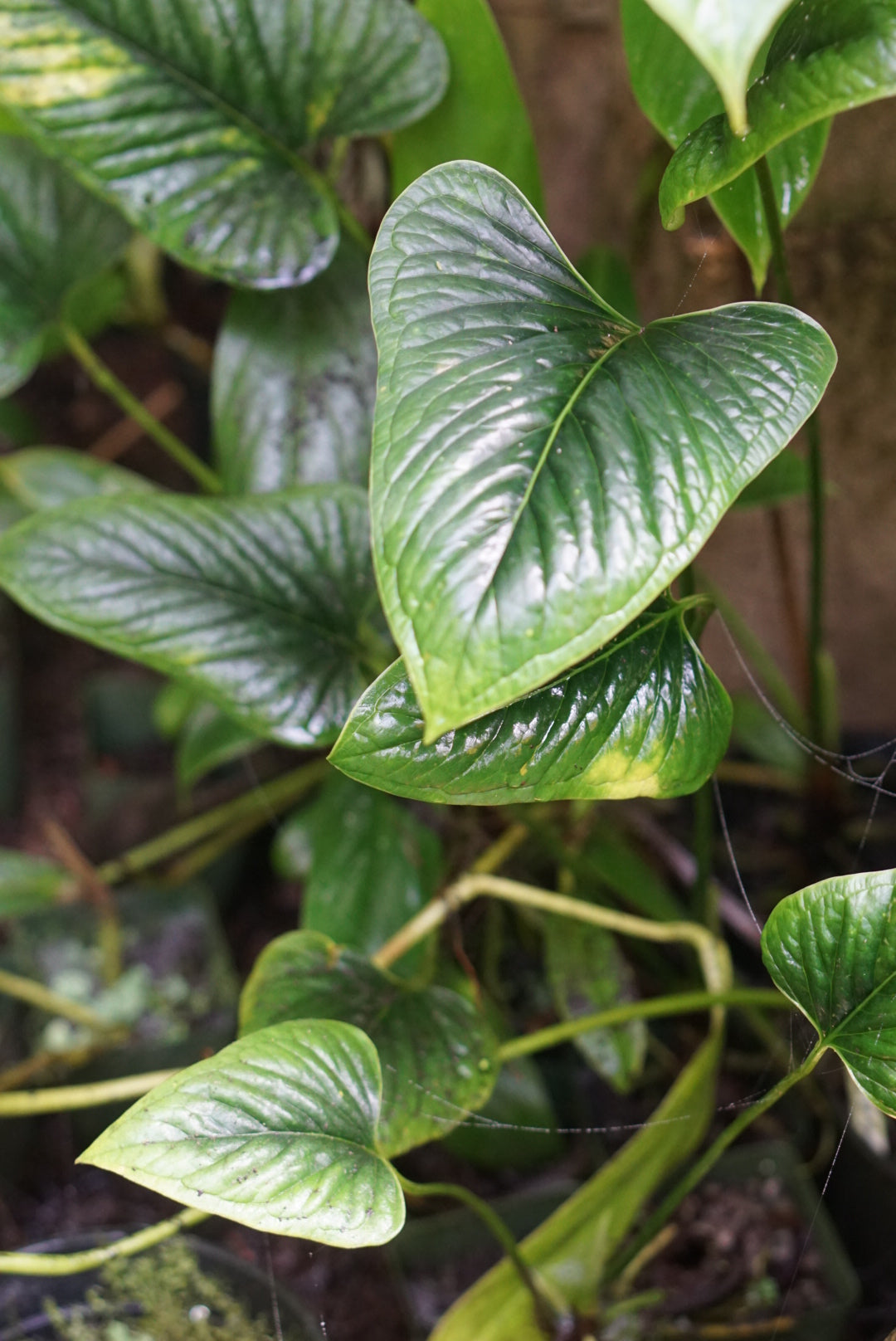 anthurium lanceolatum Anthurium cf. lancea