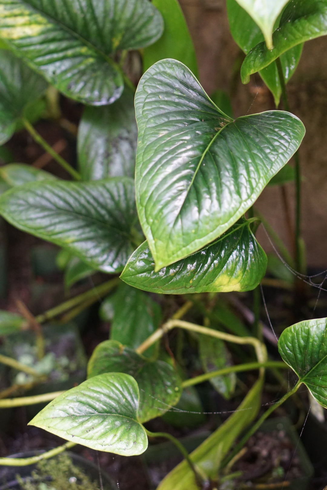 Anthurium cf. lancea