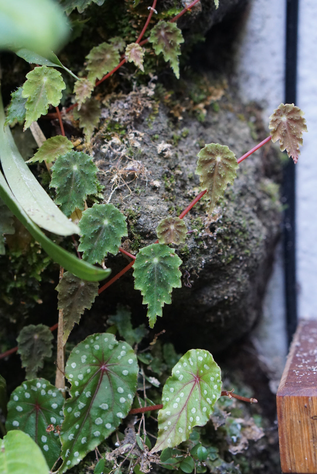 Begonia maurandiae