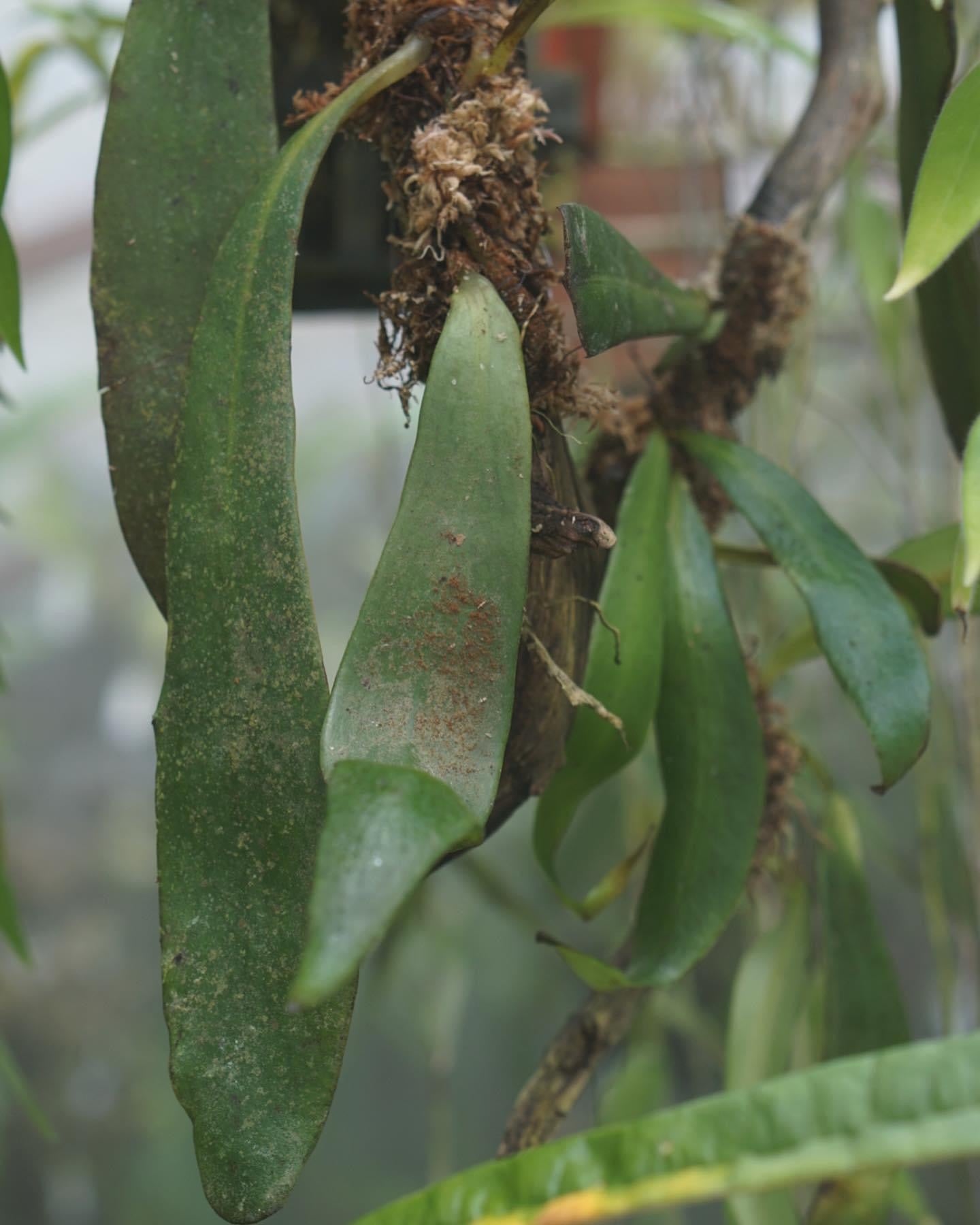 Anetium Citrifolium