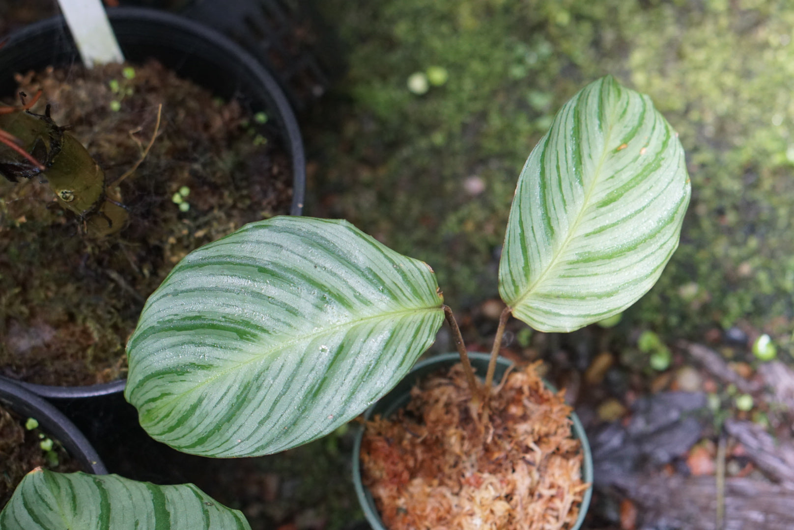 Calathea sp. Zamora