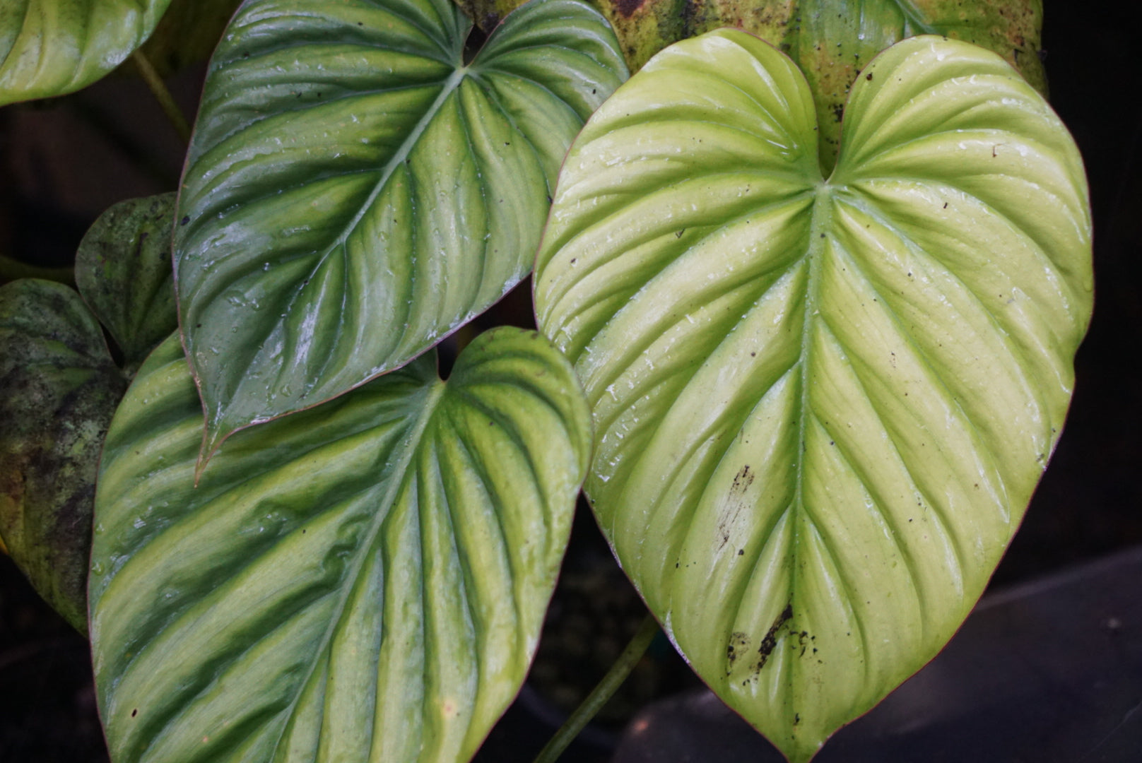 Philodendron sp. Colombia 'Amazonas Green'