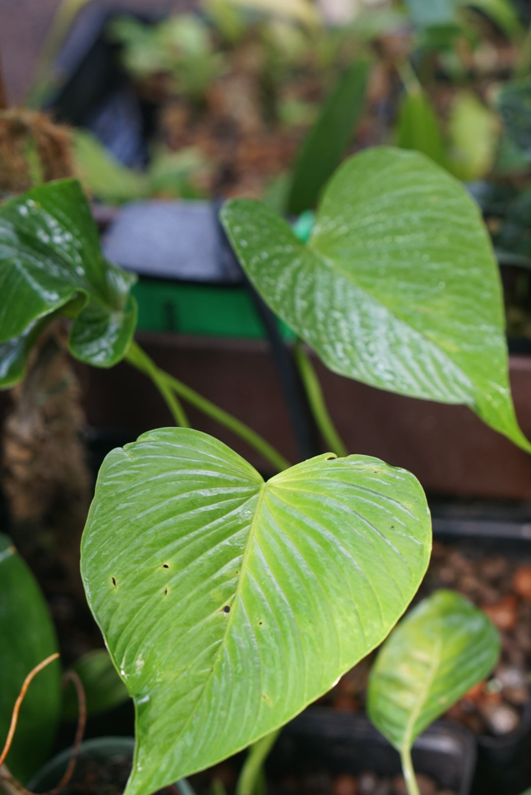 Anthurium rivulare
