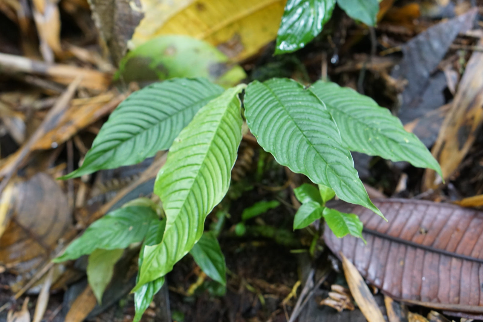 Philodendron sp Mindo 3