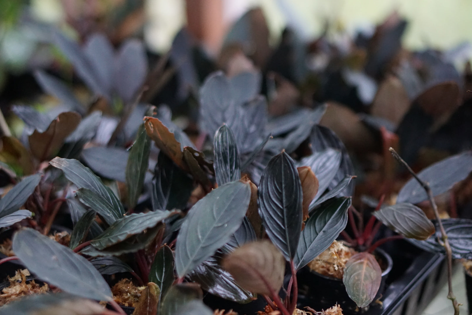 Bucephalandra cf. kishii | Atlas Exotics
