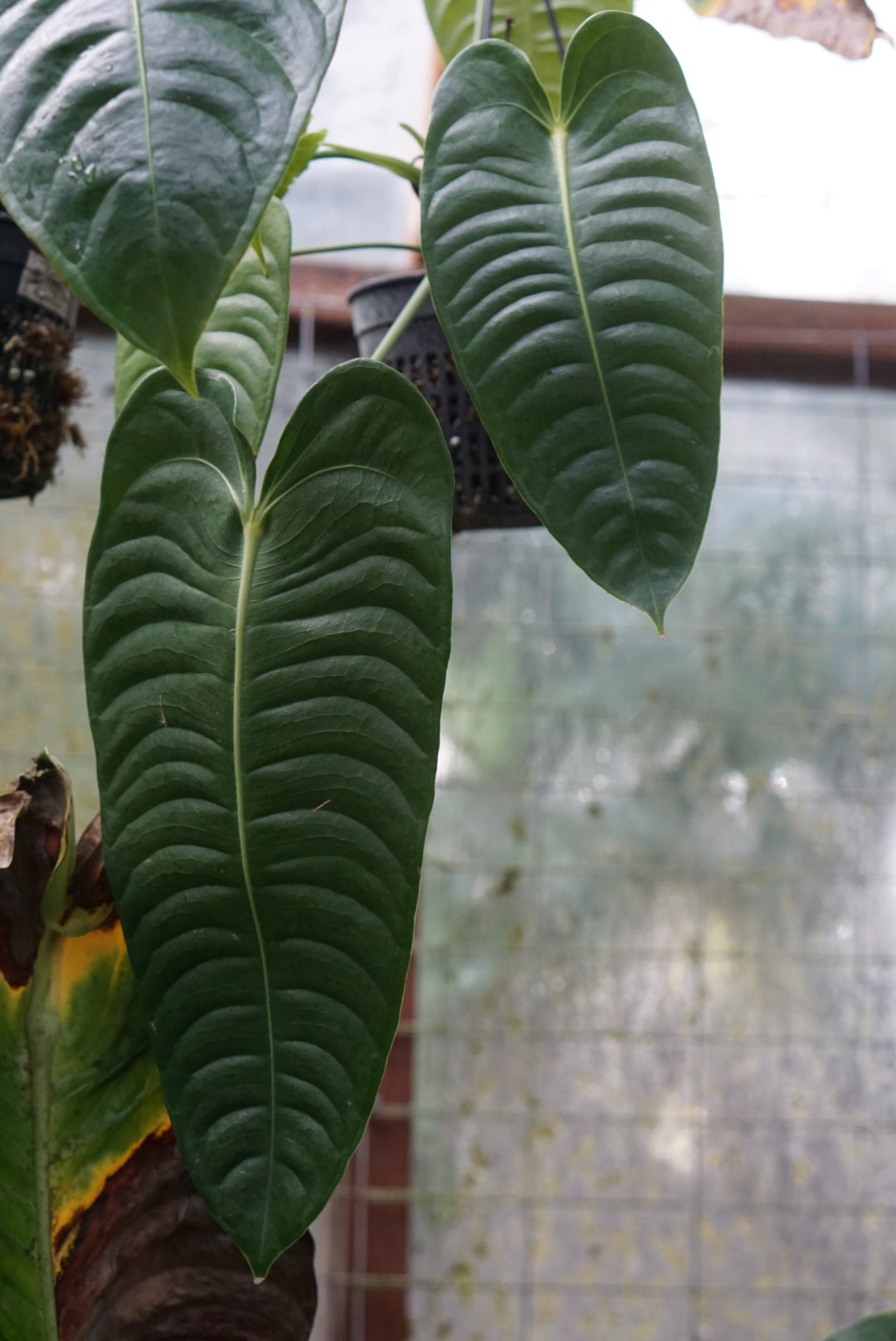 Anthurium veitchii (dark form)