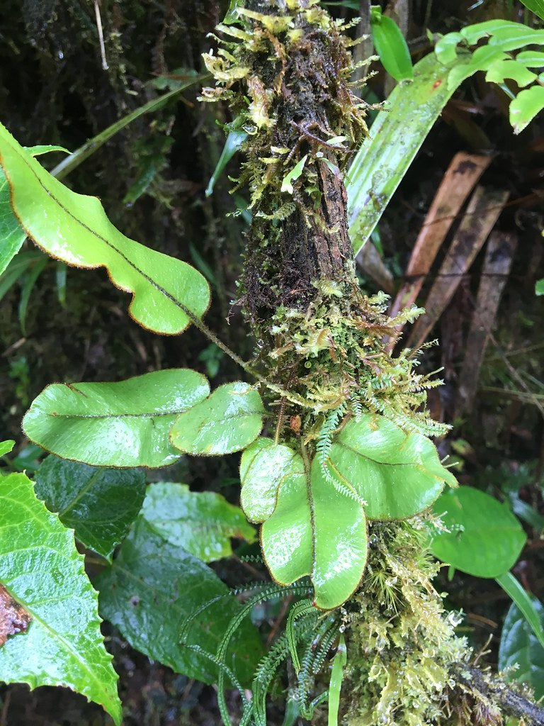 Elaphoglossum exsertipes