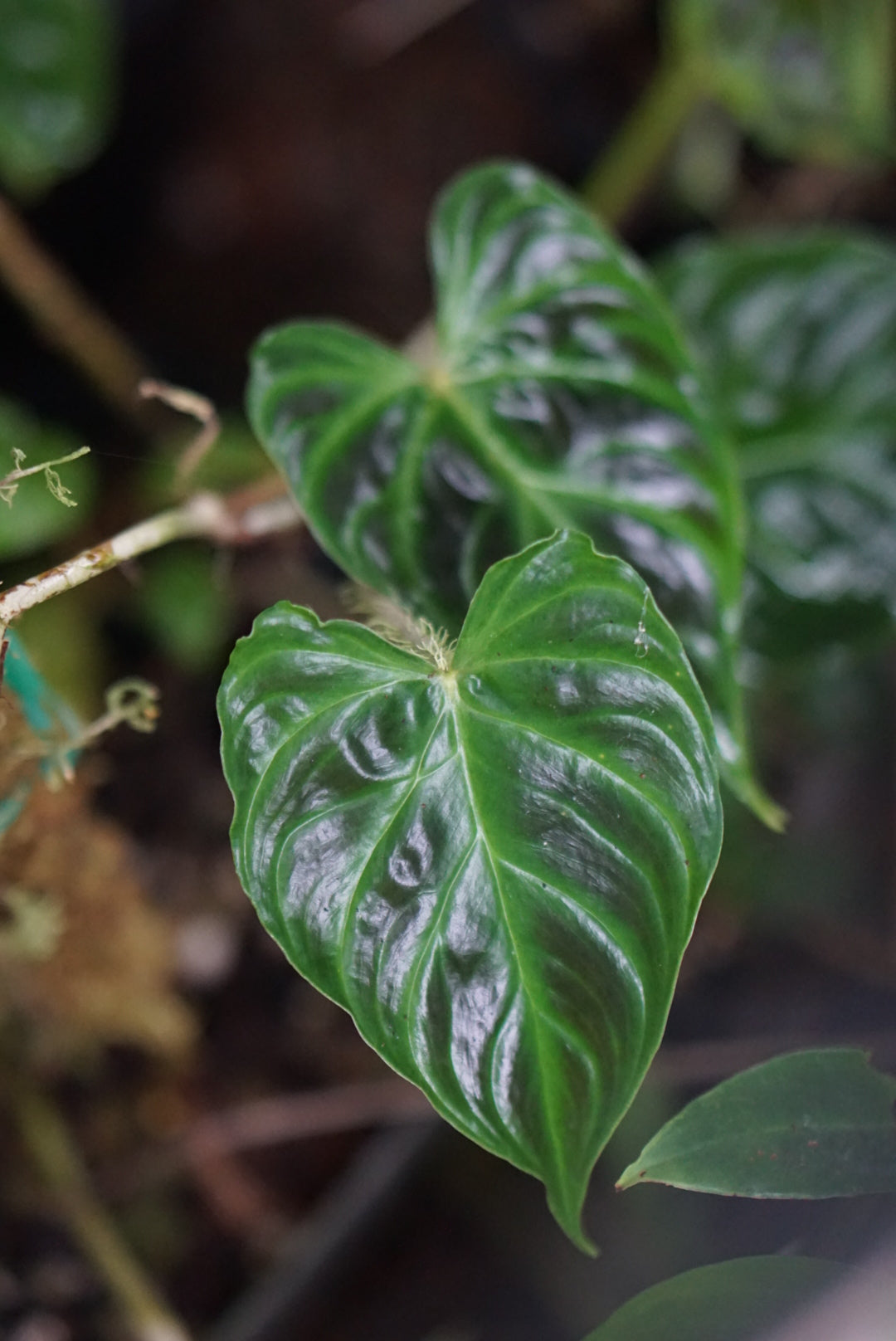 Philodendron verrucosum 'Choco'