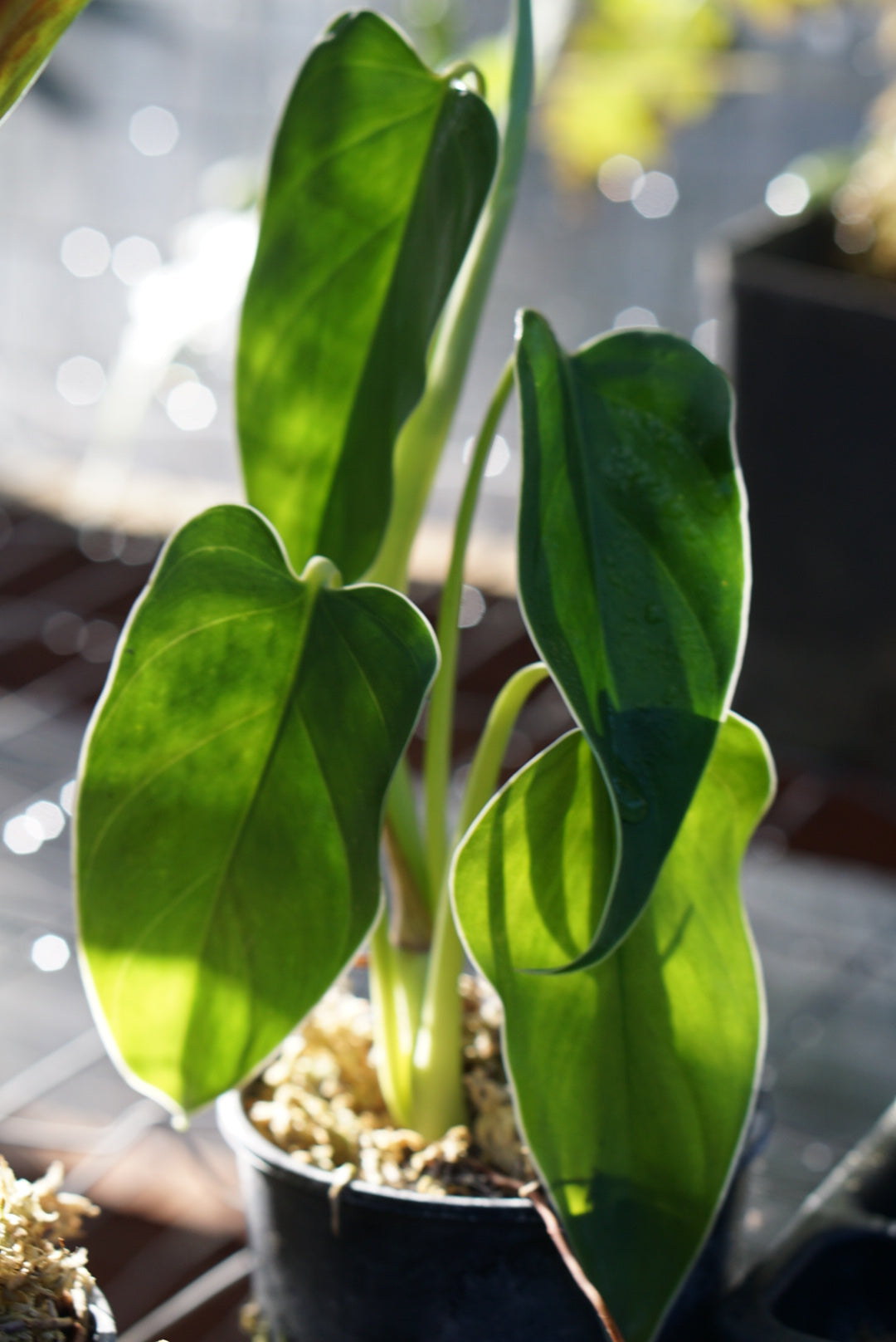 Philodendron oligospermum