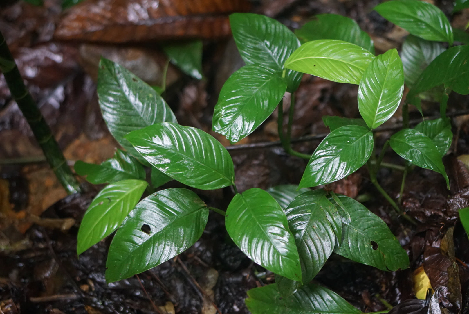 Philodendron sp. Puerto Quito 1