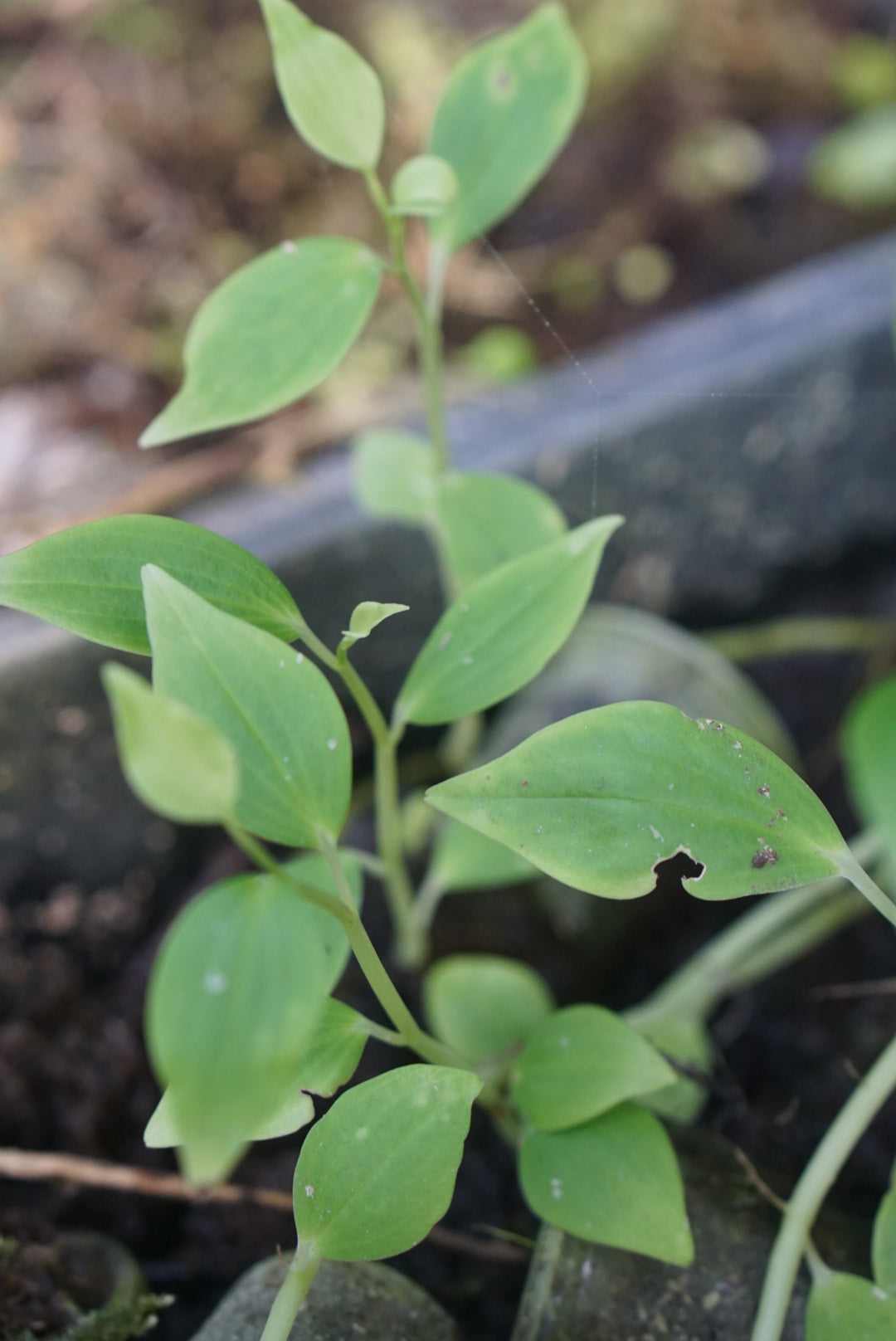 Peperomia sp Mindo 1