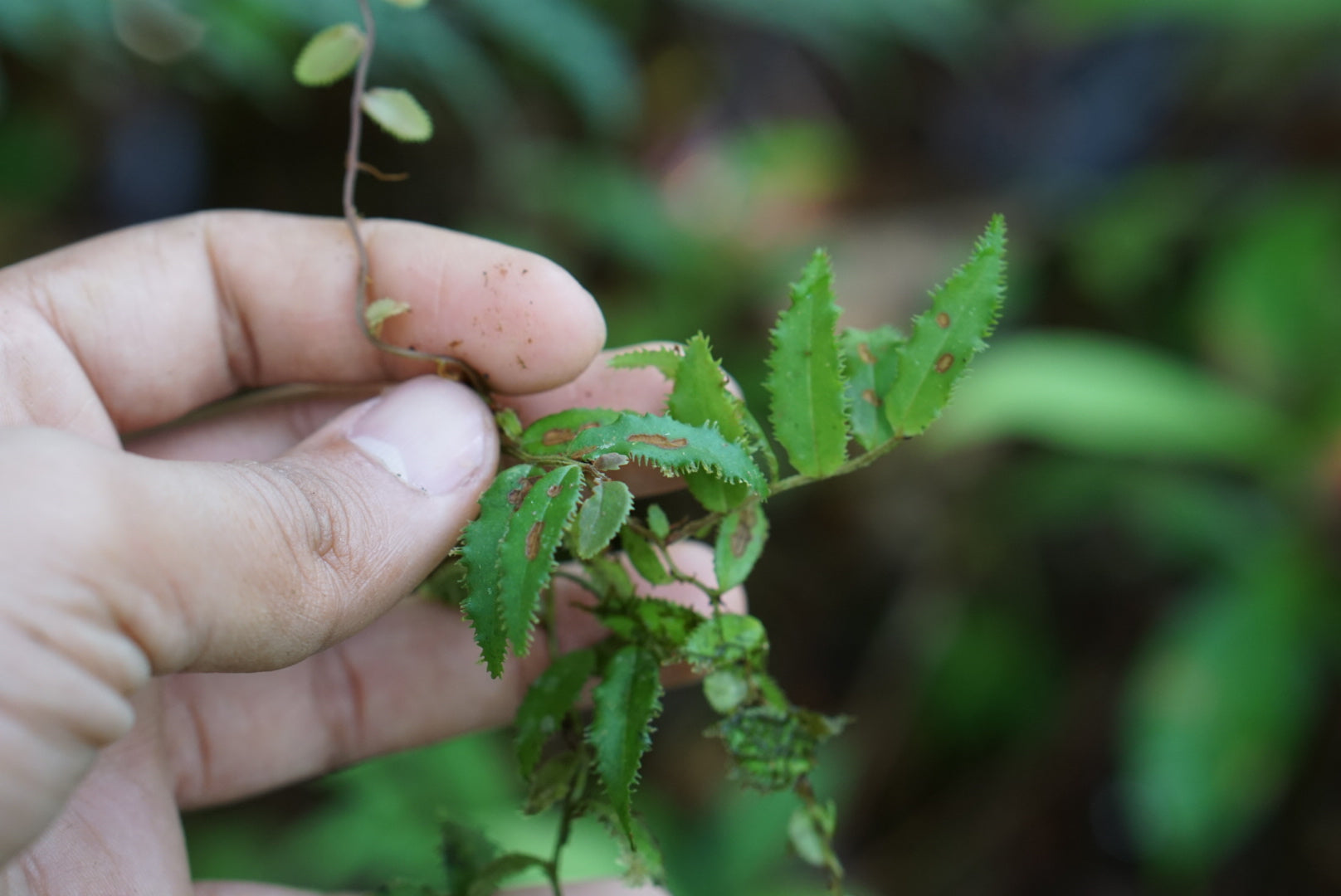 Marcgravia sp. Napo 1