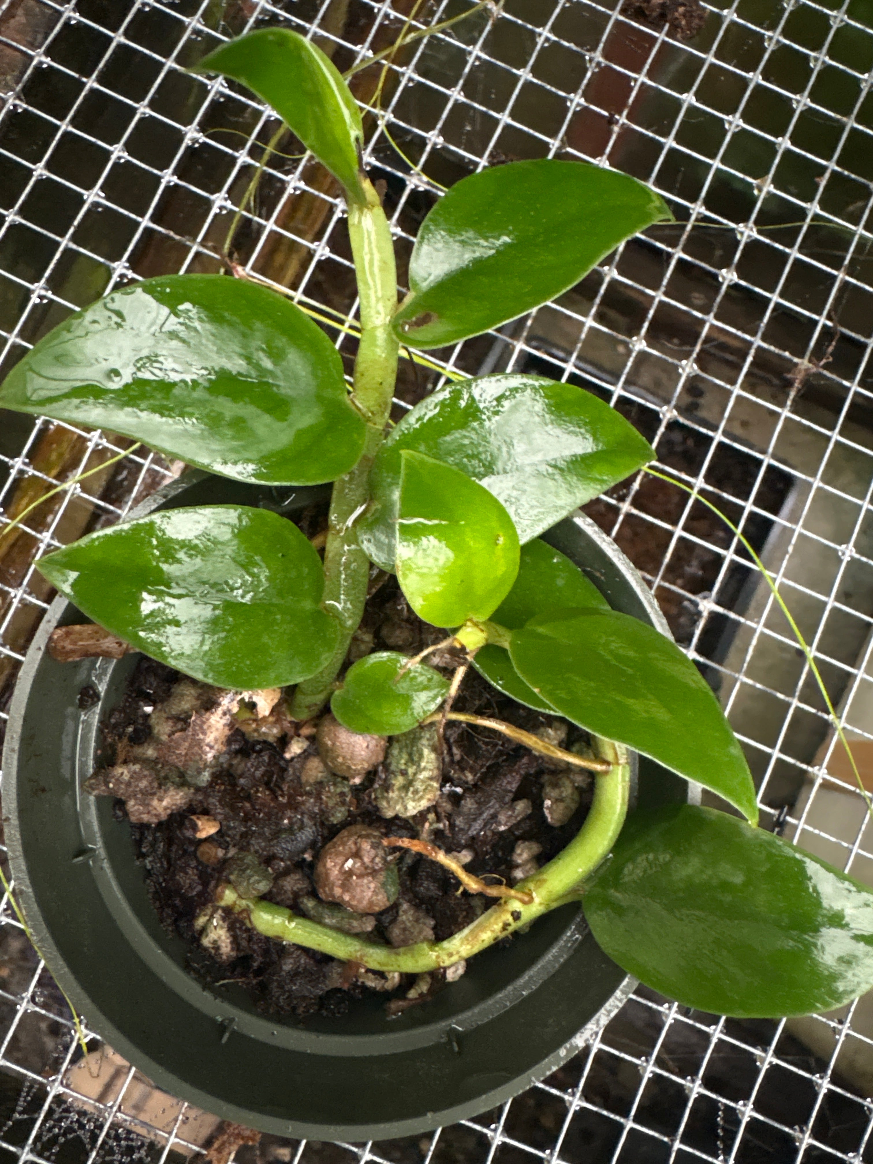 Rhaphidophora hongkongensis