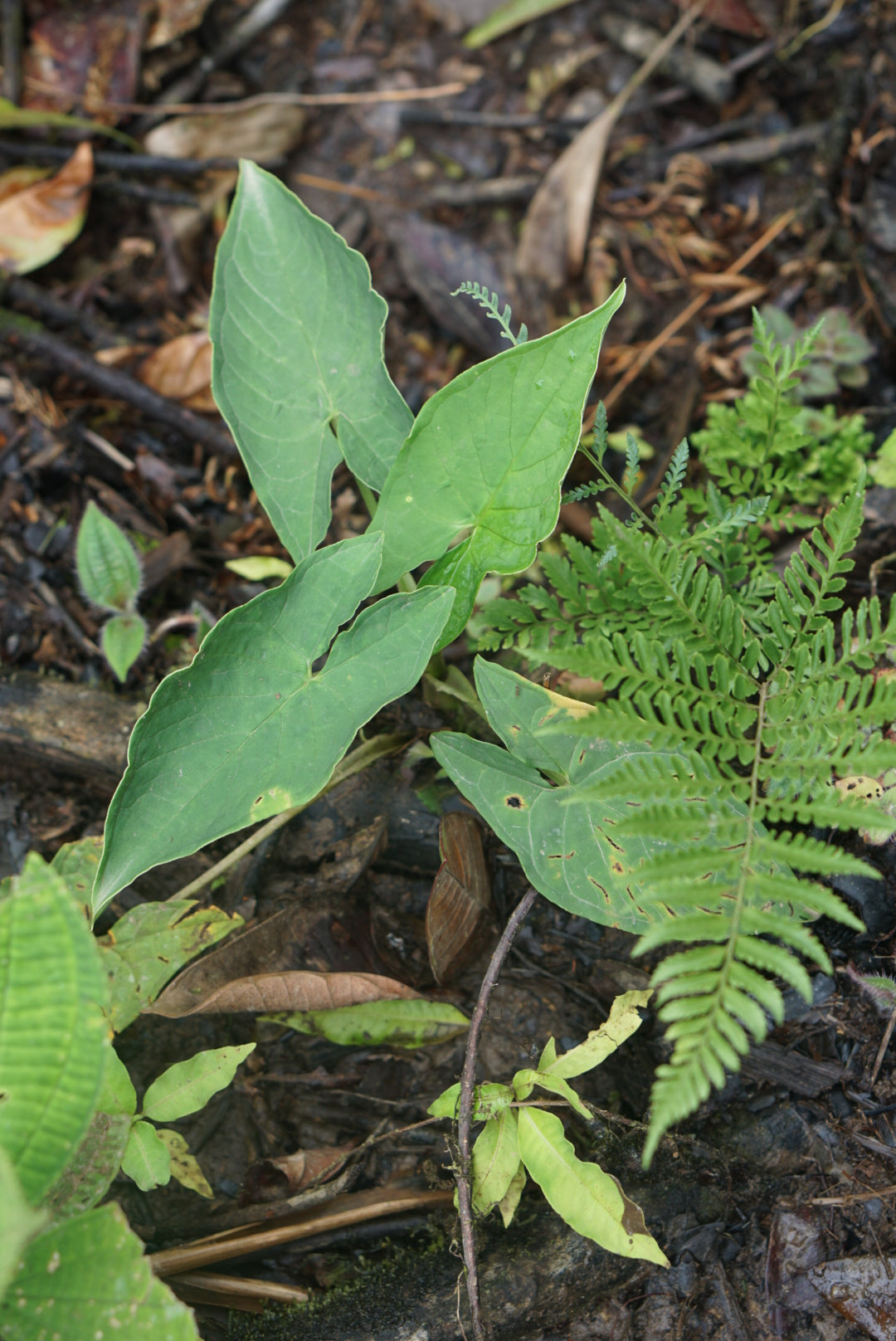 Xanthosoma aff eggersii