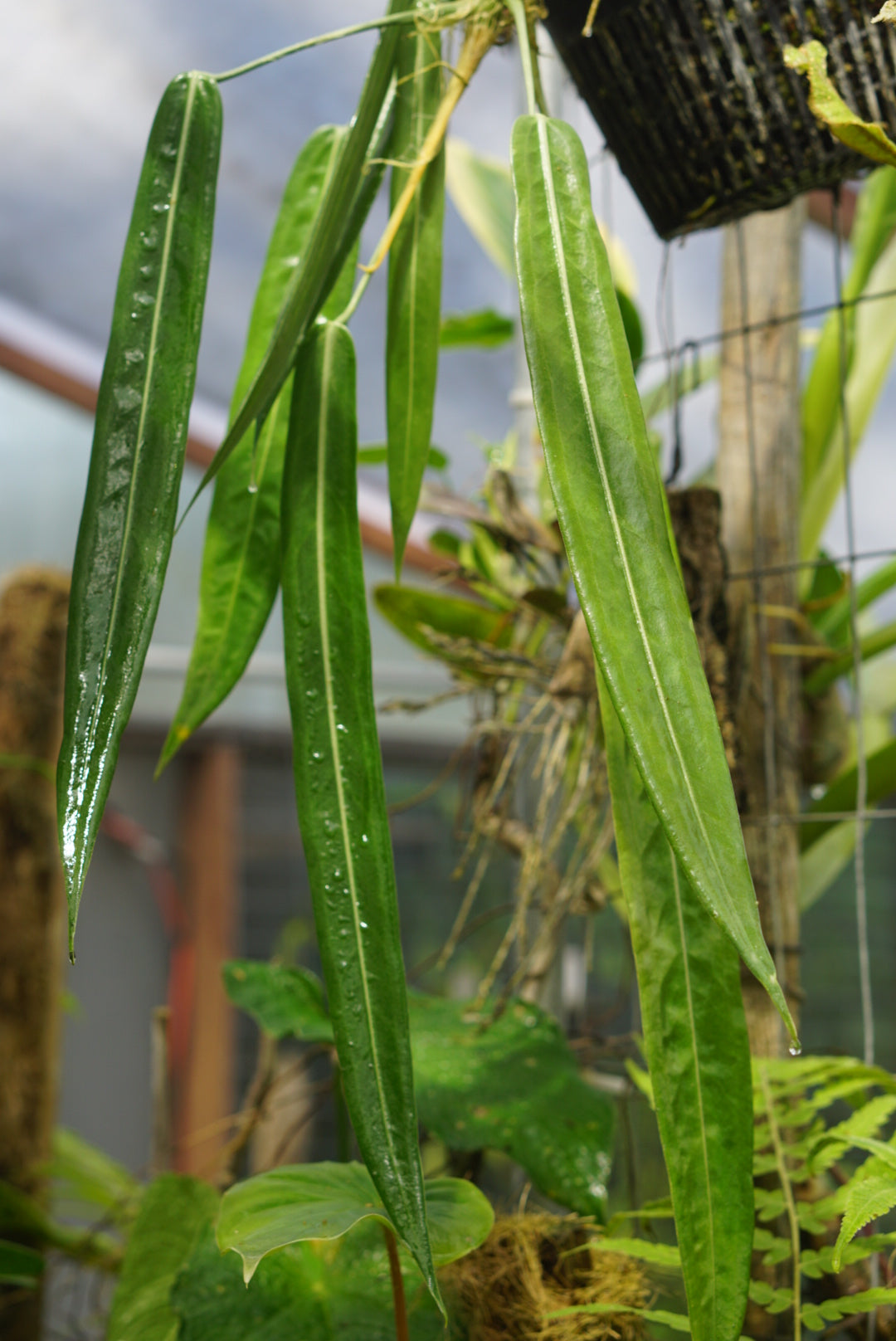 Anthurium pallidiflorum