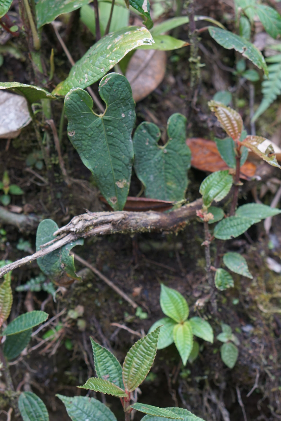 anthurium corrugatum for sale Anthurium aff corrugatum