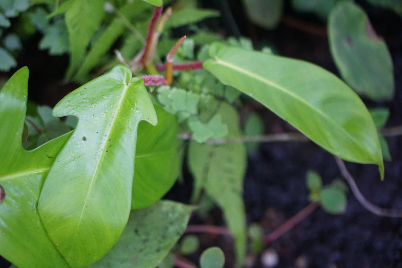 Philodendron squamiferum