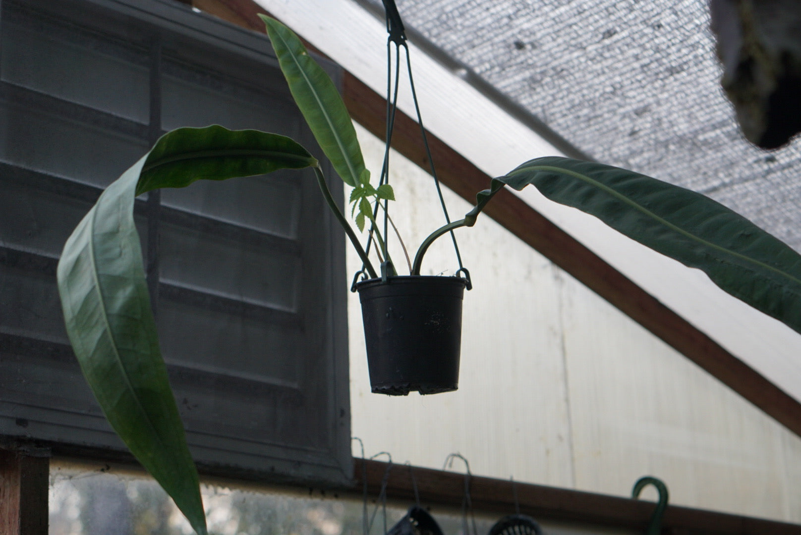 Anthurium sp. Morona (strap leaf)