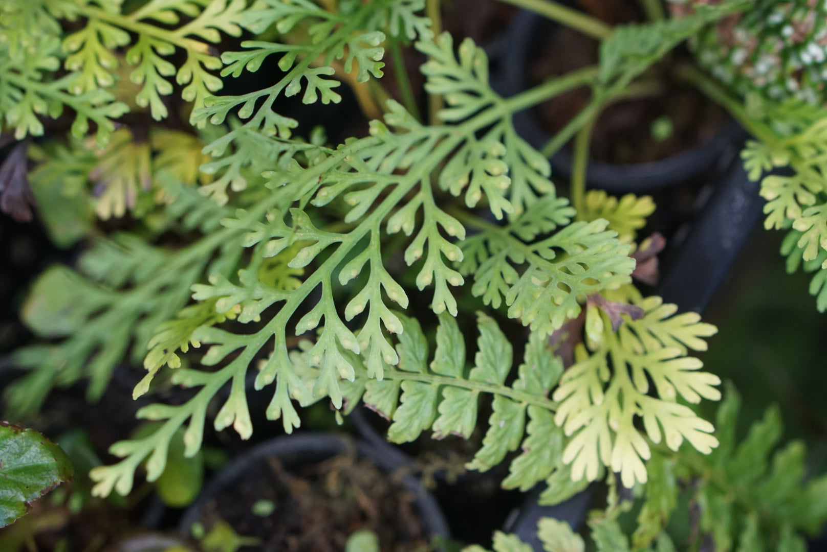 Asplenium sp. Morona 2