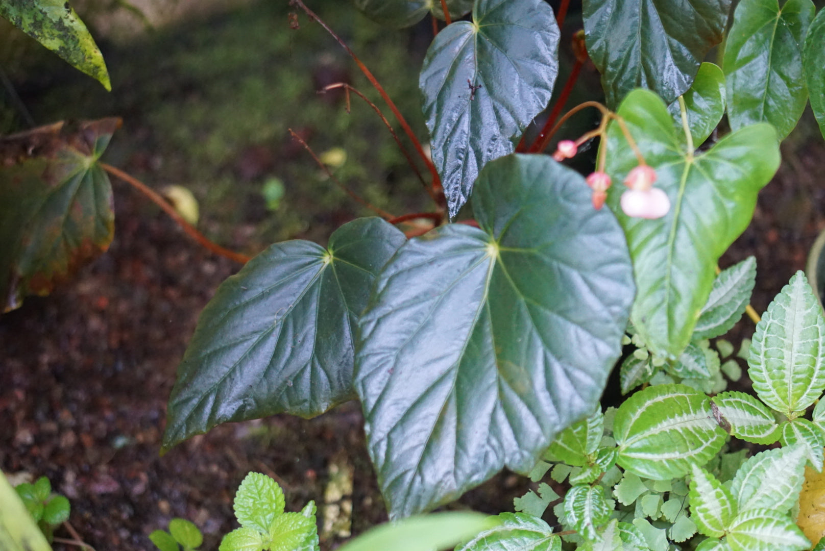 Begonia pavonina (northern form)