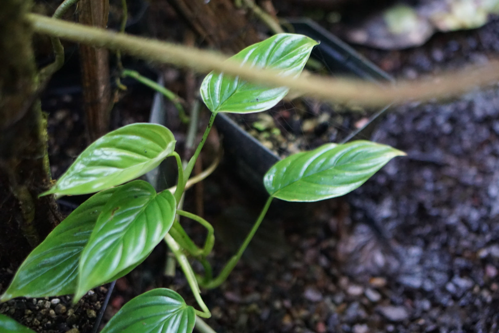 Philodendron sp. Esmeraldas 1