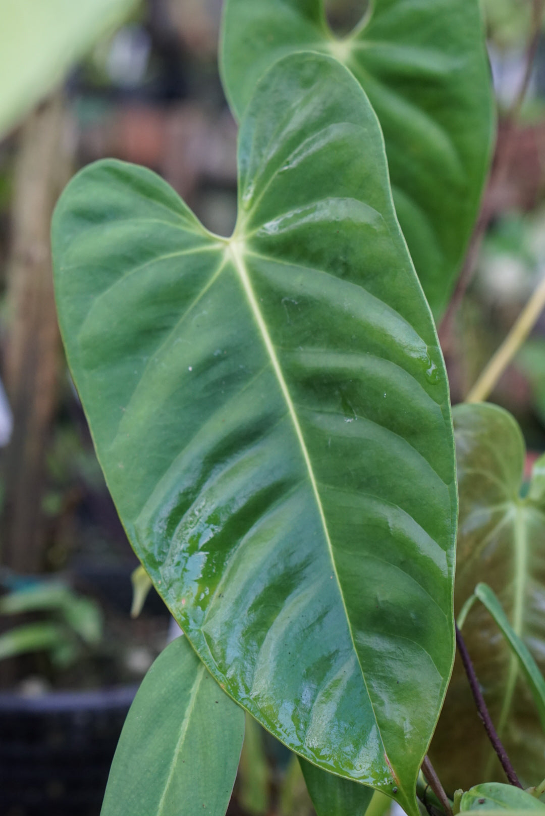 Anthurium esmeraldense