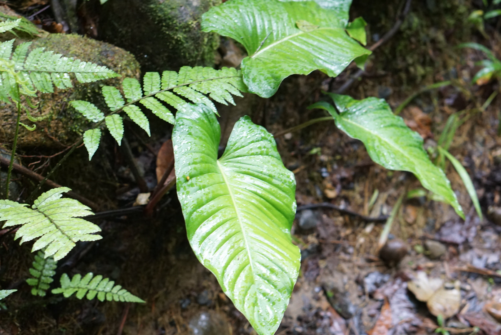 Philodendron deflexum