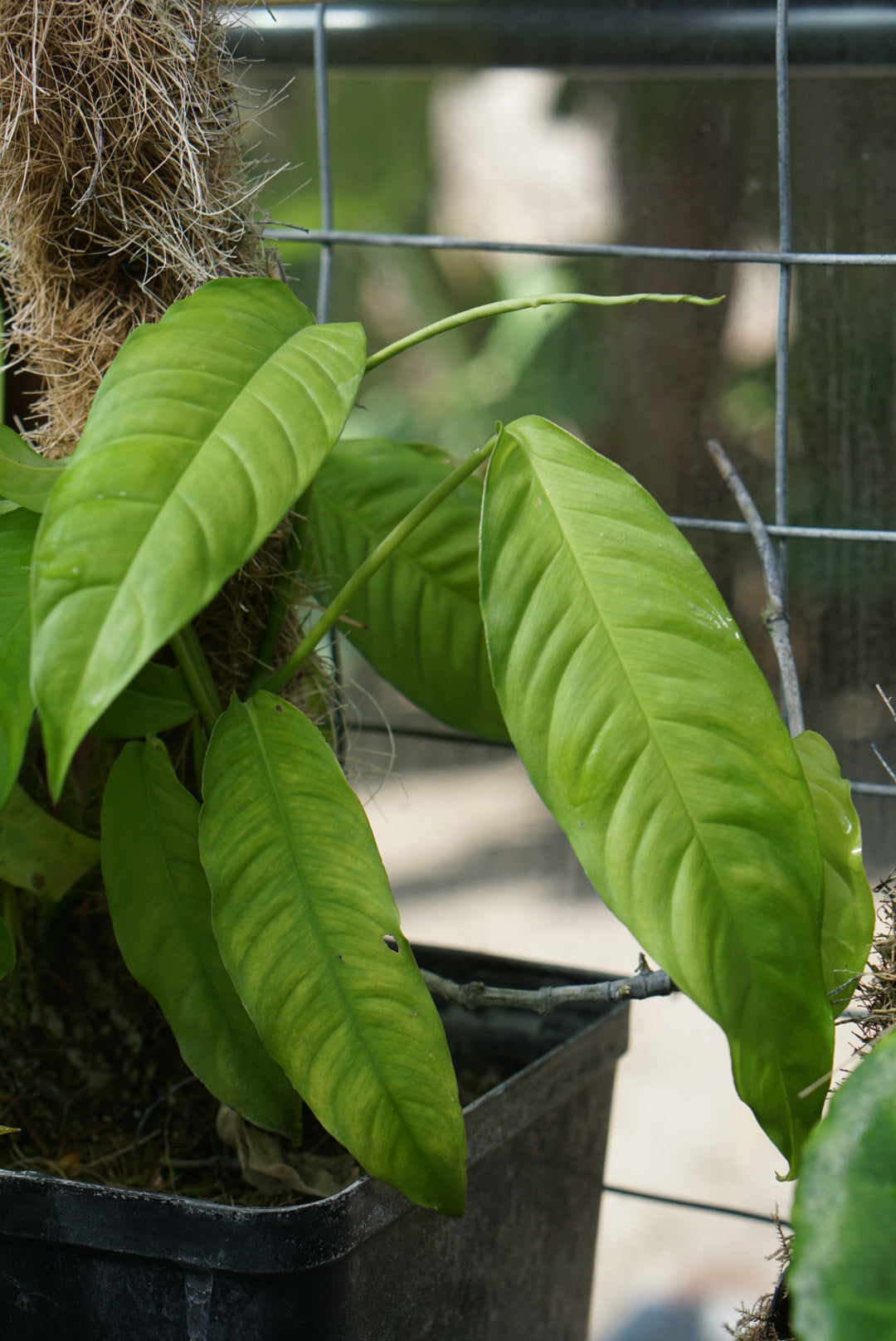 Philodendron sp. Panama 1 ABG