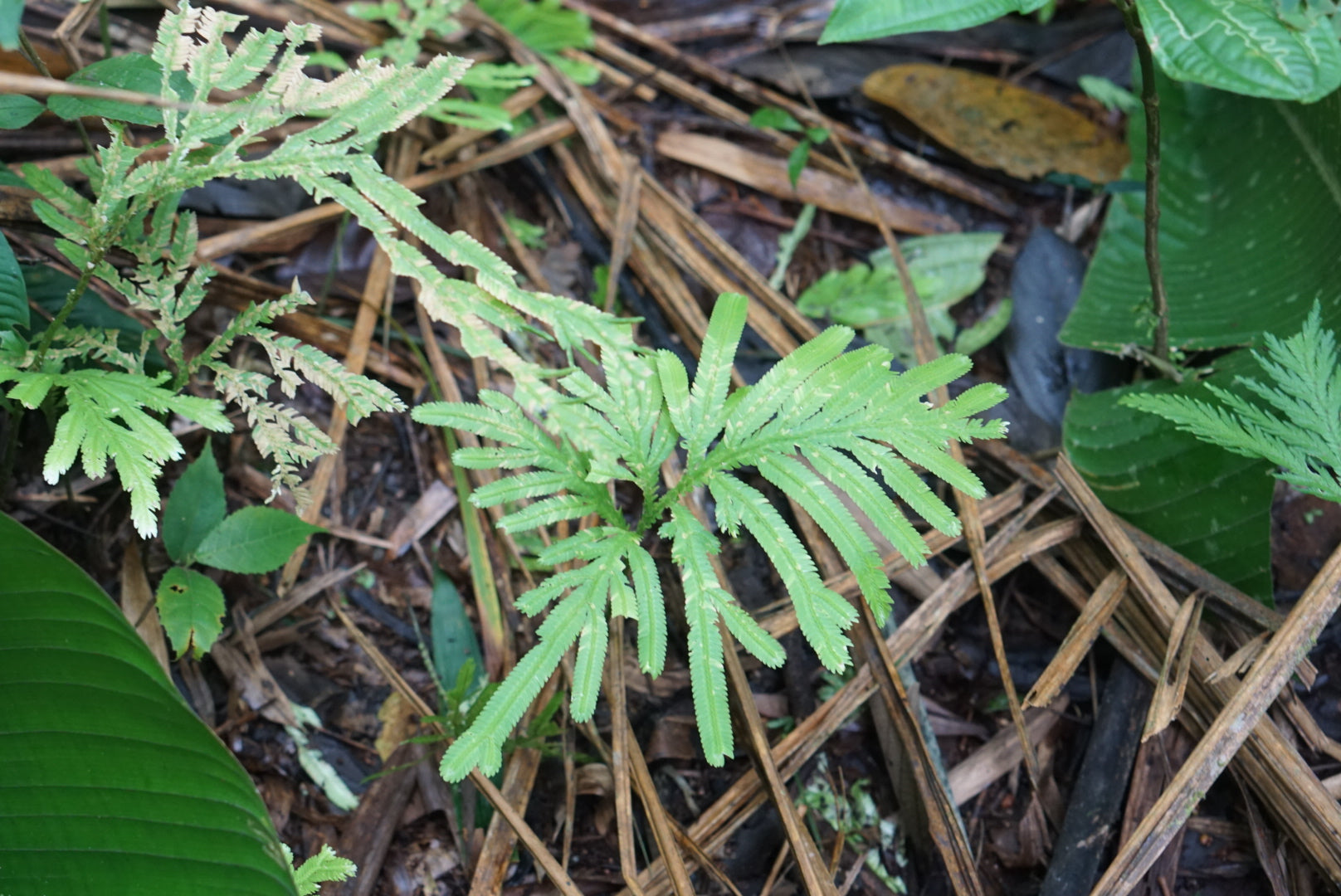 Selaginella bombycinum