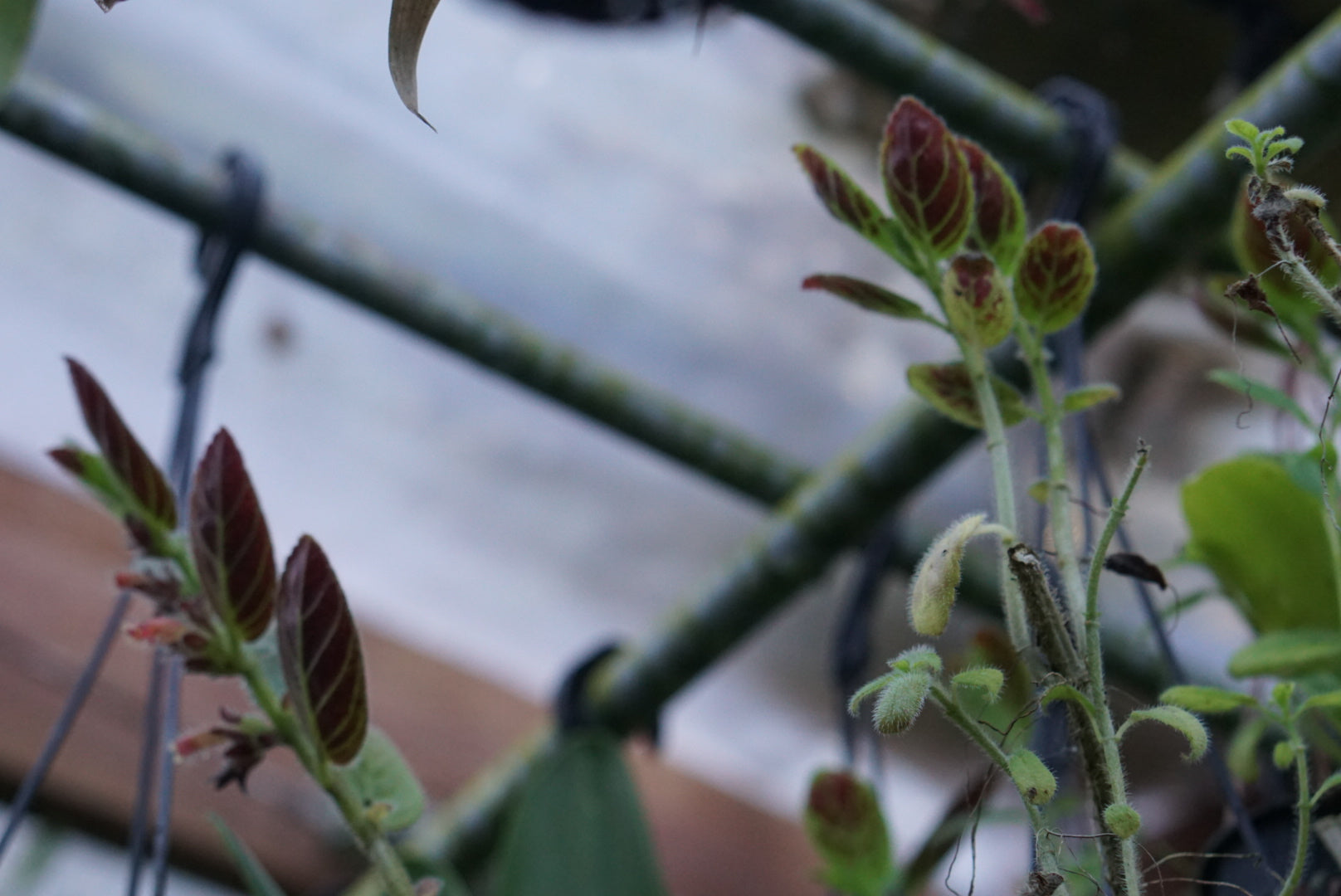 Columnea spathulata - Mindo