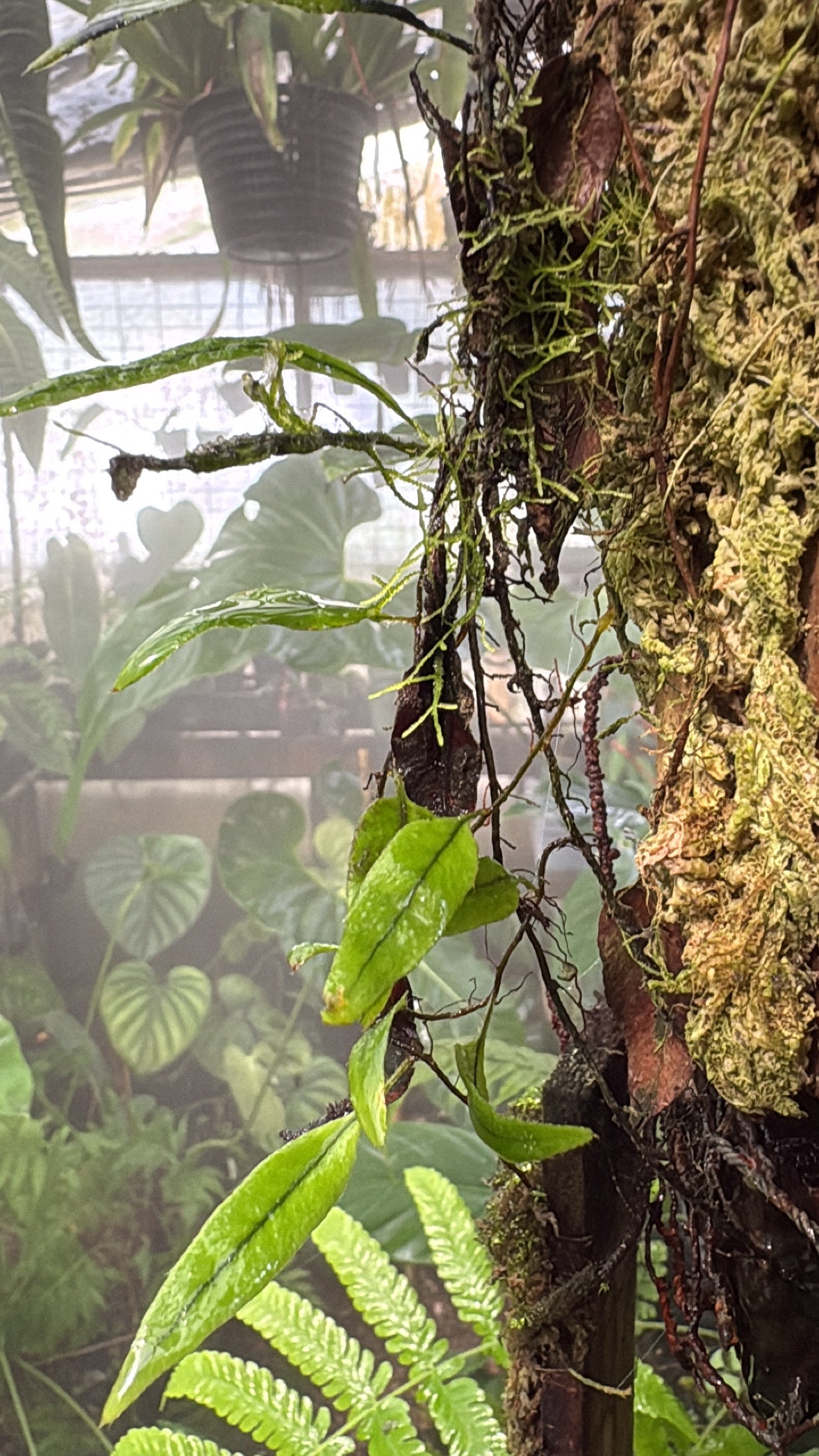 Microgramma cf reptans - Mindo