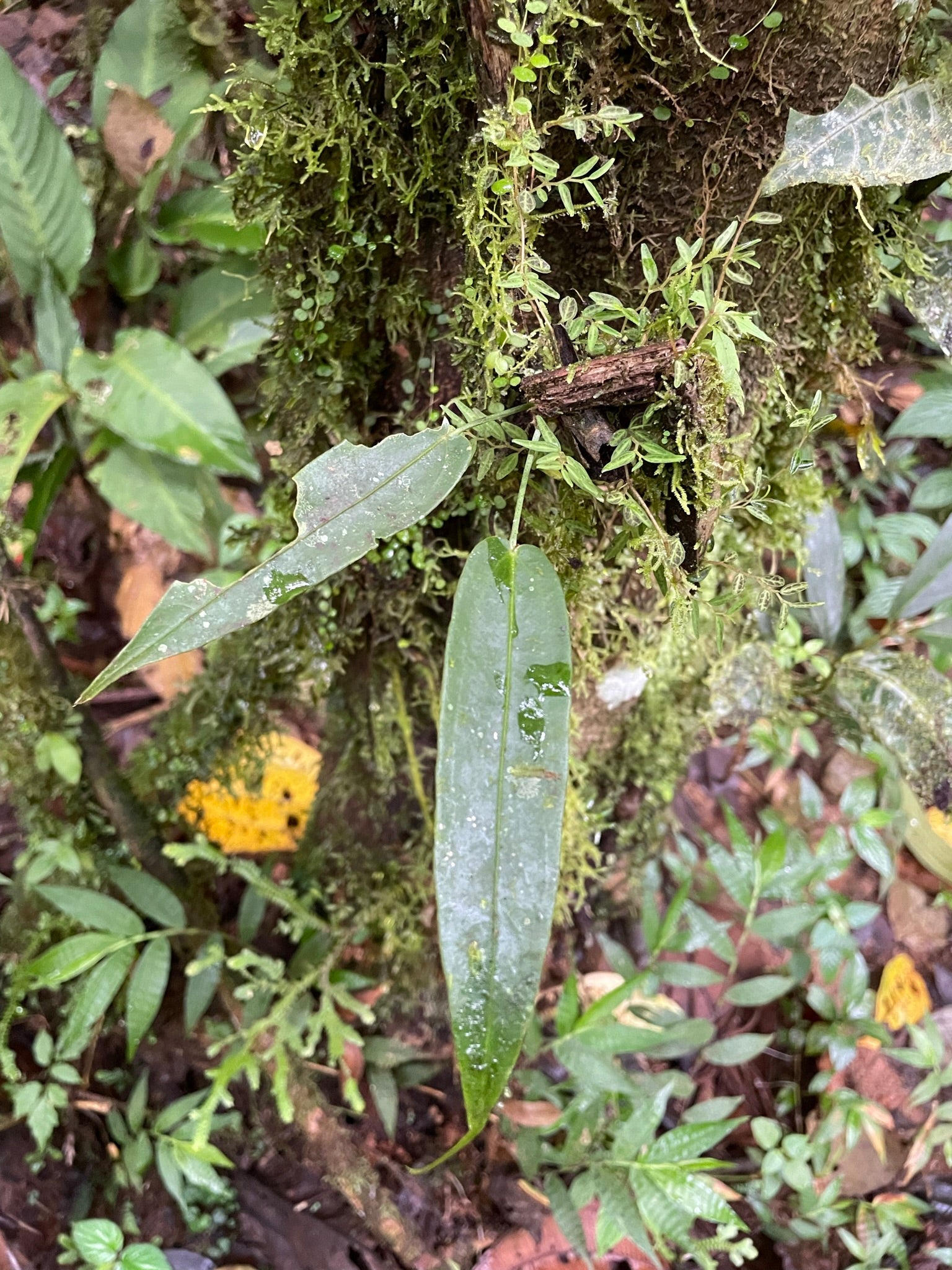 Anthurium decurrens