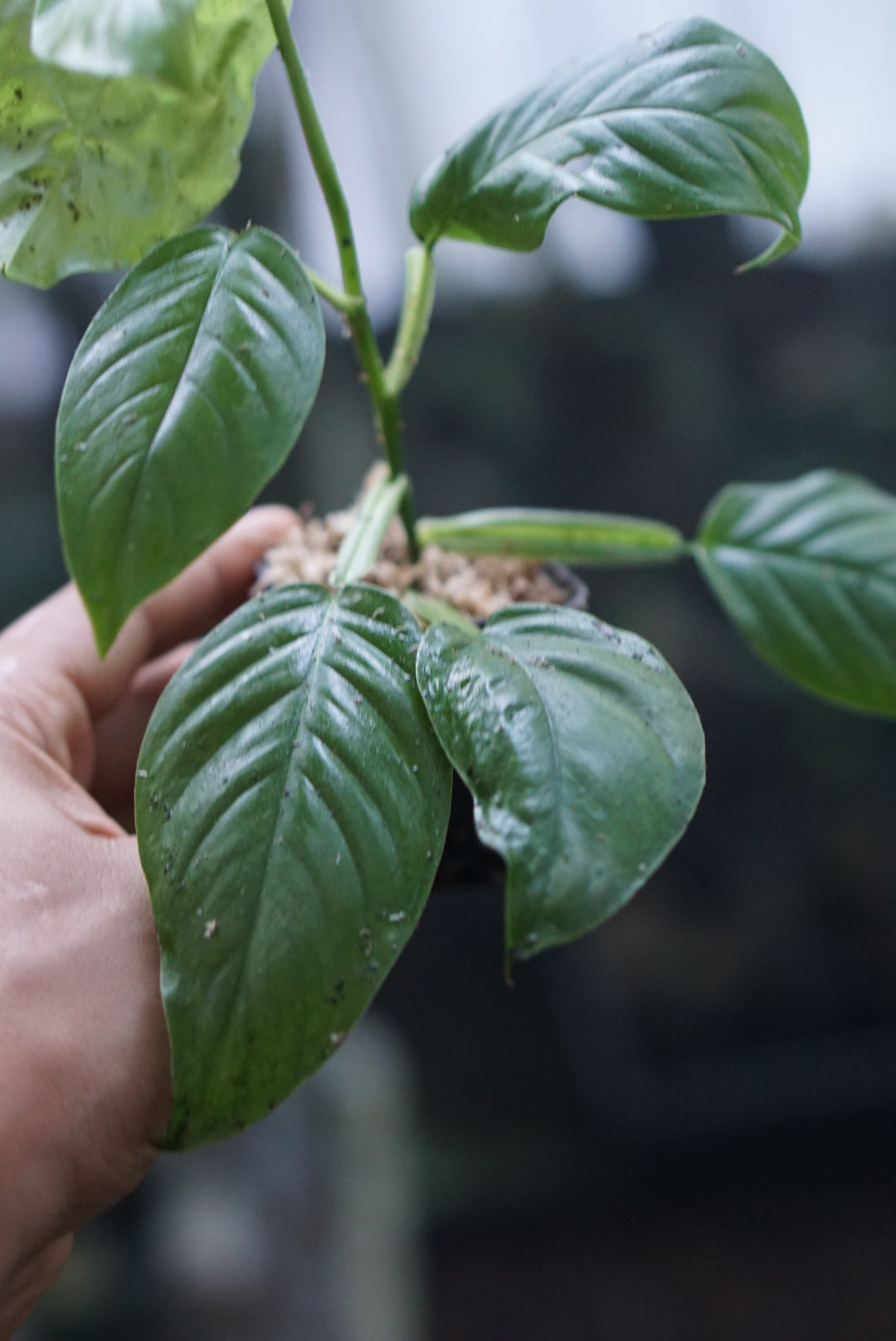 Philodendron sp. Panama 3 ABG