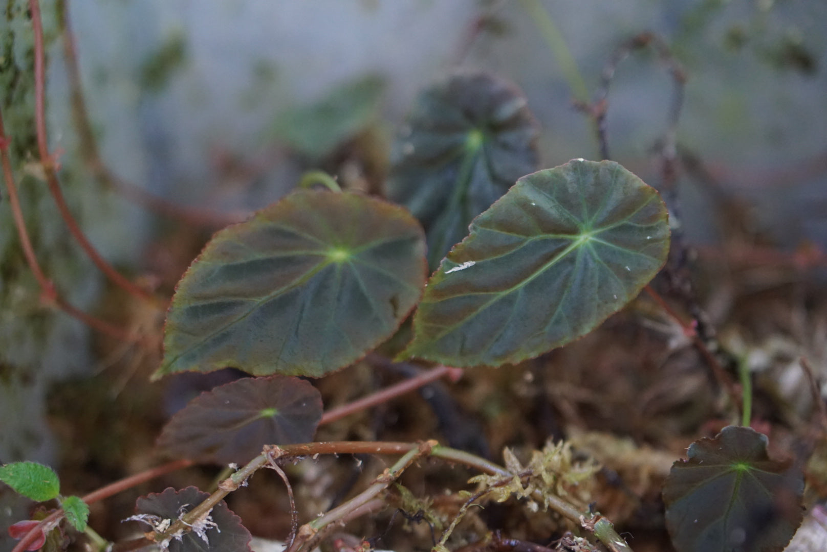 Begonia sp. Lita