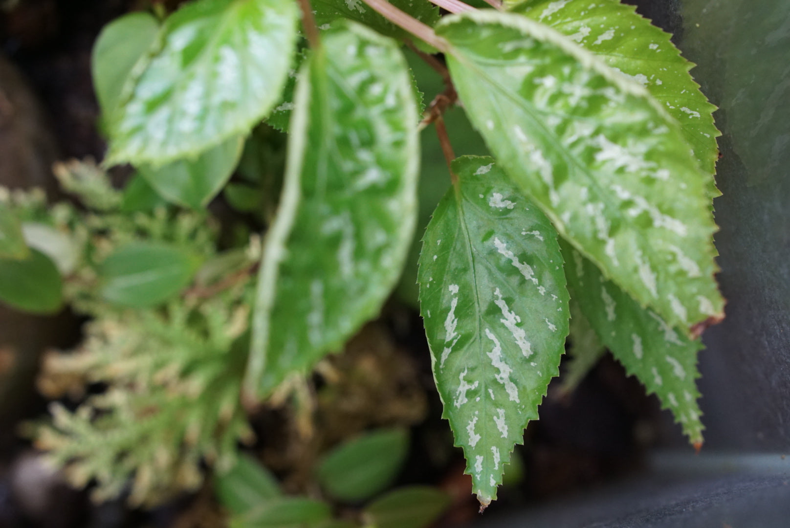 Begonia 'mayensis' (central Peru)