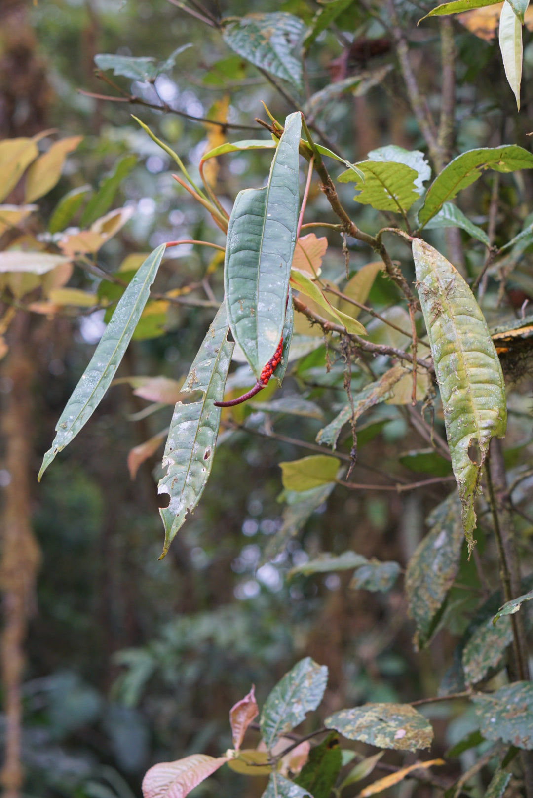 Anthurium mindense