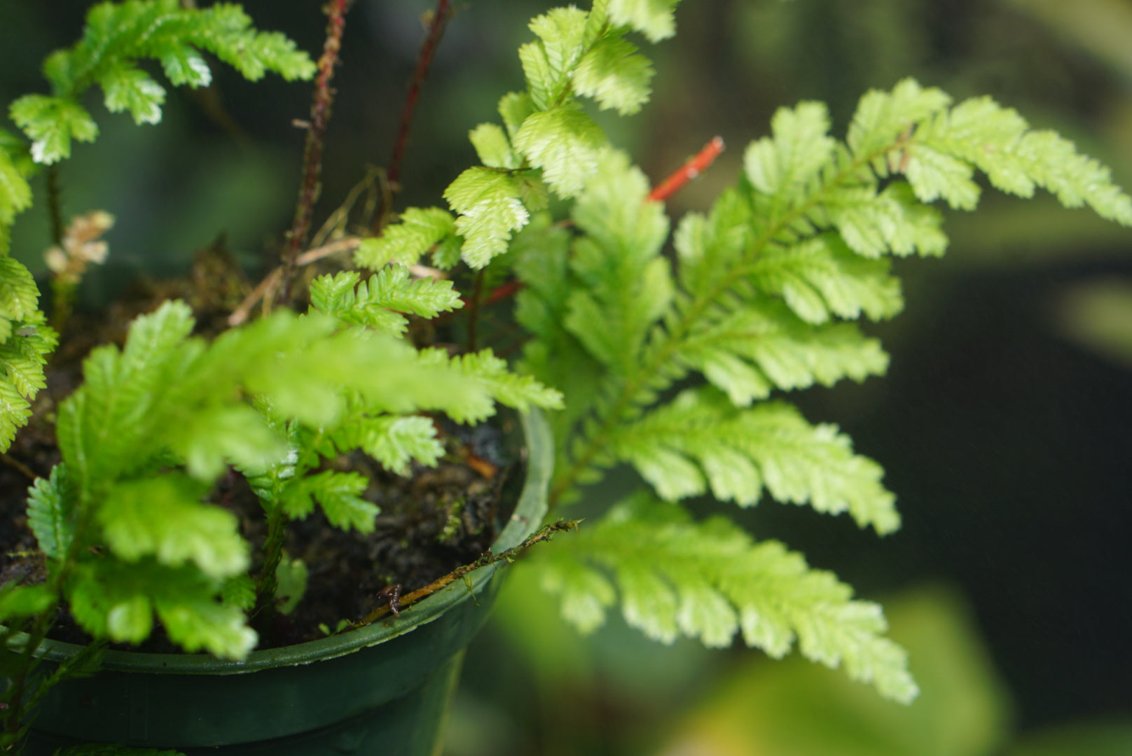 Selaginella sp. Amazonas