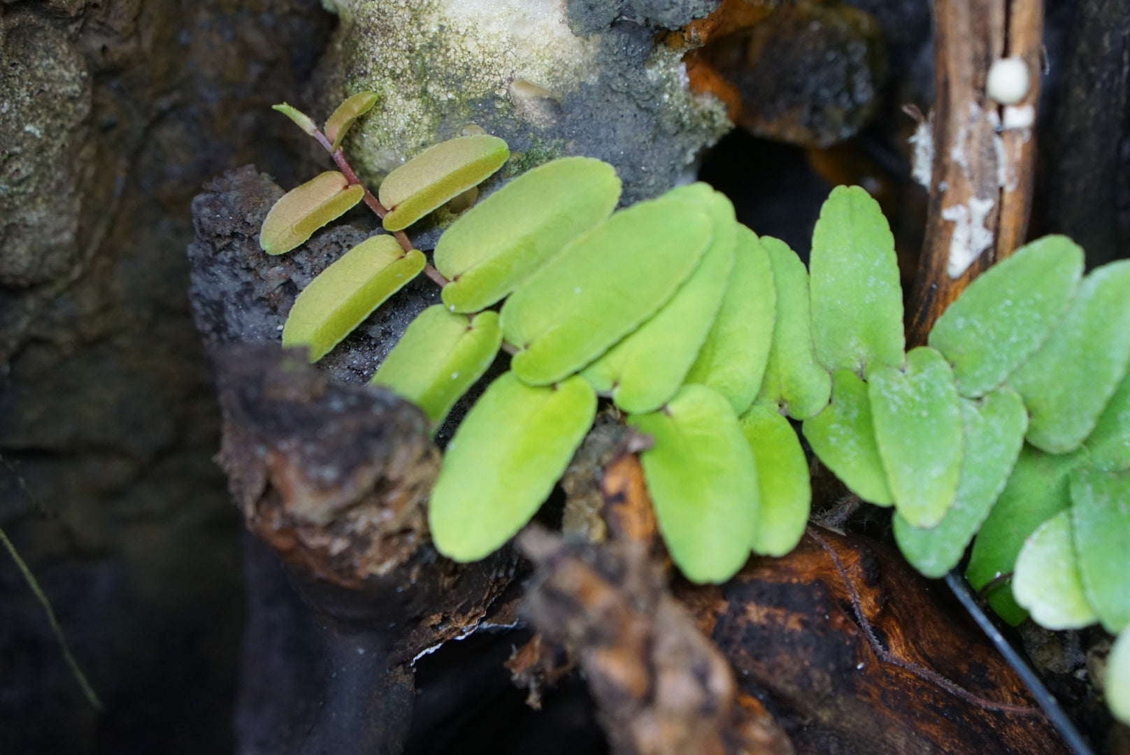 Marcgravia sp. Tarapoto